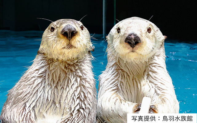 鸟羽水族馆