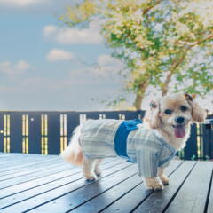 【懐古ロマンの宿季さら　山上離れスイート】◆愛犬（ペット）と泊まれる客室特別プランのご案内◆