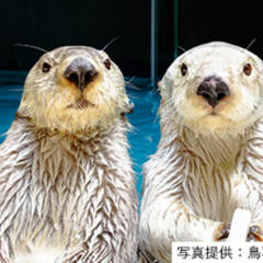 【鳥羽水族館 休館のお知らせ】2025年11月8日